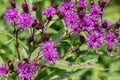 Common Ironweed Ã¢â¬â Vernonia faciculata